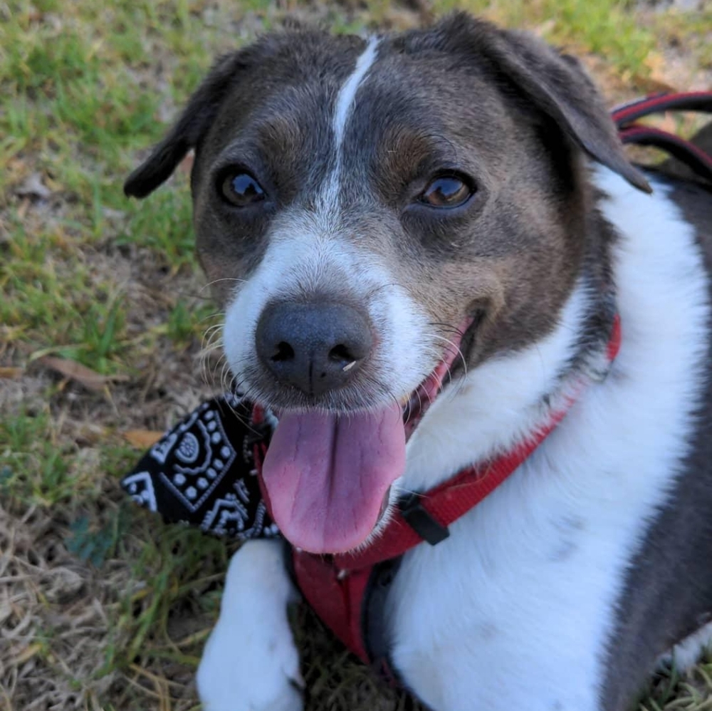 Meet Your Posher's Mascot